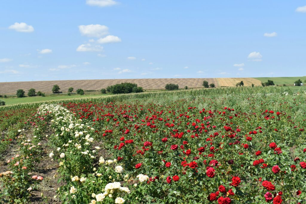 Champs de roses de Damas à Isparta